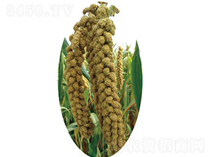 �x��34̖(h��o)-С�׷N��-�����N�I(y��)