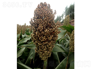 ���s1̖-�����N��-�����N�I(y��)