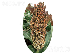 �x�s12̖-�����N��-�����N�I(y��)