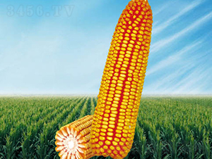 ����2̖-���׷N��-�����N�I(y��)