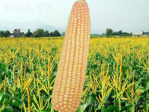 ����19̖(h��o)-���׷N��-�����N�I(y��)