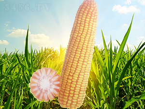 �x��76̖-���׷N��-�����N�I(y��)