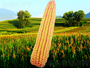 ����10̖-���׷N��-�����N�I(y��)