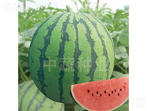 ���-���ϷN��-���߷N�I(y��)