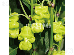 �н�����2̖-�����N��-���߷N�I(y��)