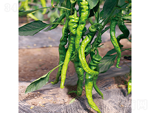 �н�709̖-�����N��-���߷N�I(y��)