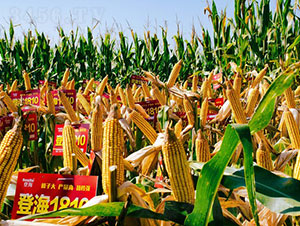 �Ǻ�1810-���׷N��-�Ǻ����r(n��ng)