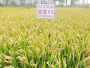 ���r11-ˮ���N��-�Ǻ����r