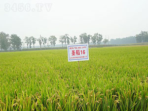 ʥ��16-ˮ���N��-�Ǻ����r