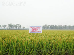 ʥ��17-ˮ���N��-�Ǻ����r