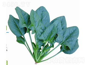 �w������988-���˷N��-�V��