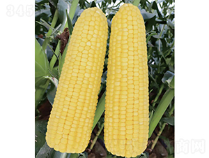 �V����21̖����-���׷N��-�V��