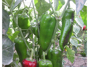 ̩��-�𽷷N��-�A���N��