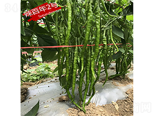 ������2̖-�����N��-�K���N�I(y��)