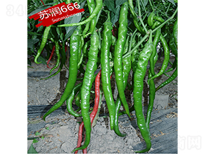 �K��666-�����N��-�K���N�I(y��)