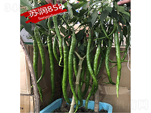 �K��858-�����N��-�K���N�I(y��)