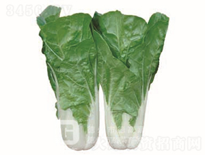 �~ɫ�Gɫ���-�¸�1138-��˷N��-�¸߷N�I(y��)