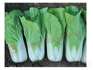 �ͺ��ͳ�޷���-����-��˷N��-�¸߷N�I(y��)