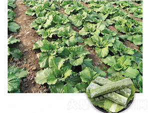 ��ײ�-�¸�ߨ�Ͳ�-��ײ˷N��-�¸߷N�I(y��)