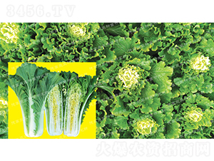 ��ò�-�¸�371-��ײ˷N��-�¸߷N�I(y��)