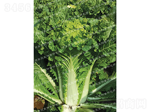 ��ò�-�¸߸���-��ײ˷N��-�¸߷N�I(y��)