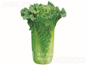 �����~�ײ�-���A45-��ײ˷N��-�¸߷N�I(y��)