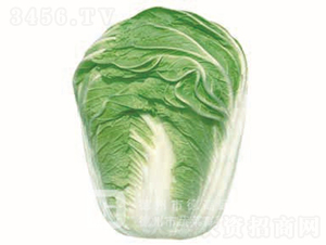 �＾�ײ�-�p����̖-��ײ˷N��-�¸߷N�I(y��)