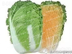 ���~�ײ�-�t��܊298-��ײ˷N��-�¸߷N�I(y��)