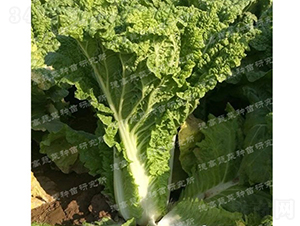 �F���t�ײ�-���O��3̖-��ײ˷N��-�¸߷N�I(y��)