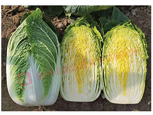 �����ͳ�޷�ײ�-�¸�29-��ײ˷N��-�¸߷N�I(y��)