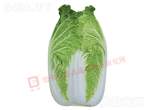 �����[���ײ�-CR1006-��ײ˷N��-�¸߷N�I(y��)