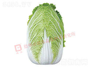 �����[���ײ�-CR141-��ײ˷N��-�¸߷N�I(y��)