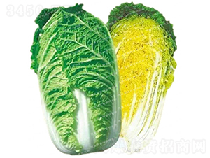 �����[���ײ�-CR69-��ײ˷N��-�¸߷N�I(y��)