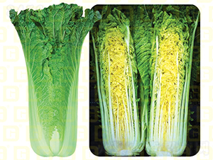 �����~���-�¸����A58-��ײ˷N��-�¸߷N�I(y��)