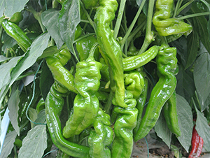 �ݽz��7260-�����N��-����