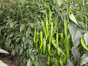 ����˹7209-�����N��-����