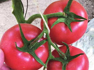 �����ٽz-���ѷN��-����