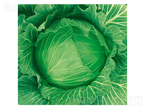 �c��85��-���{�N��-�c�l(f��)��ʢ