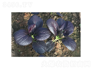 �c��һ̖-С�ײ˷N��-�c�l(f��)��ʢ