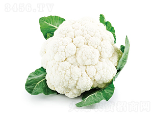 �c��75��-��Ҭ�˷N��-�c�l(f��)��ʢ