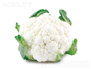 �c��55��-��Ҭ�˷N��-�c�l(f��)��ʢ