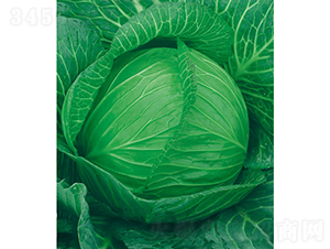 �c��65��-���{�N��-�c�l(f��)��ʢ