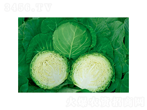 �Č�-���{�N��-�c�l(f��)��ʢ