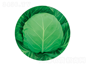 �c��50��-���{�N��-�c�l(f��)��ʢ