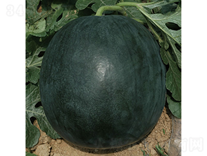 �c��1̖(h��o)-���ϷN��-�c�l(f��)��ʢ