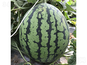 �c��1̖(h��o)-���ϷN��-�c�l(f��)��ʢ