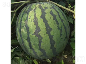 �c��-���ϷN��-�c�l(f��)��ʢ