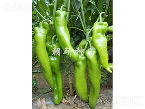 ��39-�����N��-���зN��