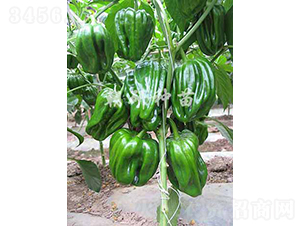 ��3-�����N��-���зN��