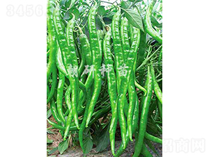 ��803-�����N��-���зN��